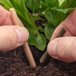 Zimmergärtnerei|Dünger & Erde * grünerdüngen Biologische Düngestäbchen für Topfpflanzen