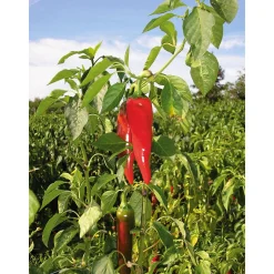 Gewürze * GP Pays Basque Bio-Piment d’Espelette