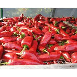 Gewürze * GP Pays Basque Bio-Piment d’Espelette