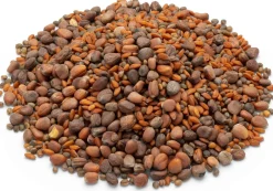 Gemüsesamen|Gemüsepflanzen * Samen-Fetzer Bio-Saatgut Microgreens