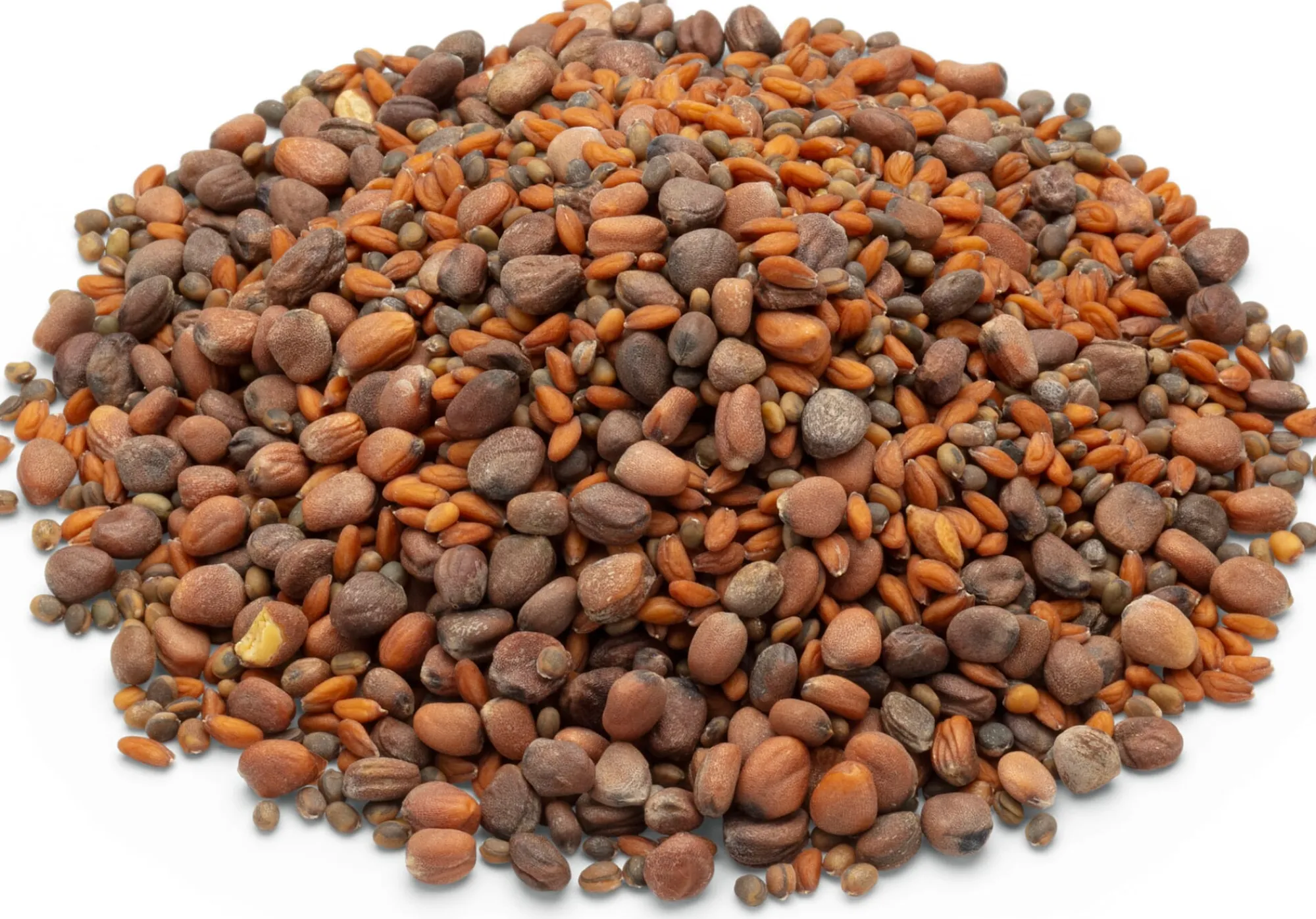 Gemüsesamen|Gemüsepflanzen * Samen-Fetzer Bio-Saatgut Microgreens