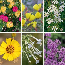 Blumensamen * Manufactum Blumensamen Abend- und Nachtdufter