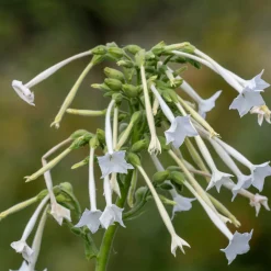 Blumensamen * Manufactum Blumensamen Abend- und Nachtdufter