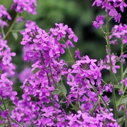Blumensamen * Manufactum Blumensamen Abend- und Nachtdufter