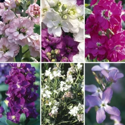Blumensamen * Manufactum Blumensamen Ausgewählte Levkojen