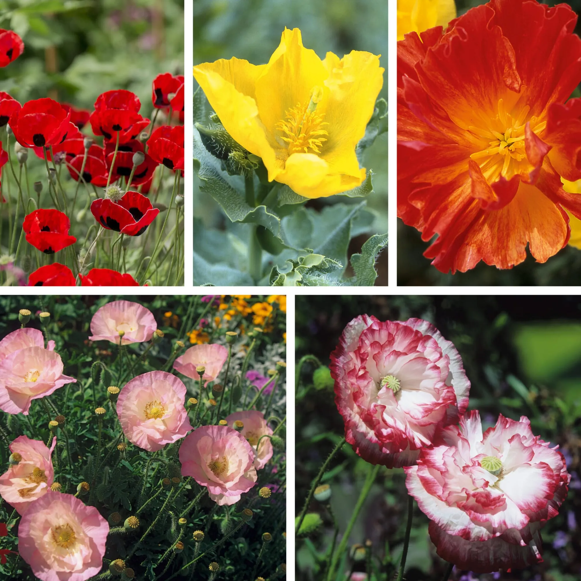 Blumensamen * Manufactum Blumensamen Besondere Mohngewächse