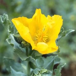 Blumensamen * Manufactum Blumensamen Besondere Mohngewächse
