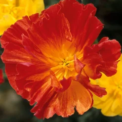 Blumensamen * Manufactum Blumensamen Besondere Mohngewächse