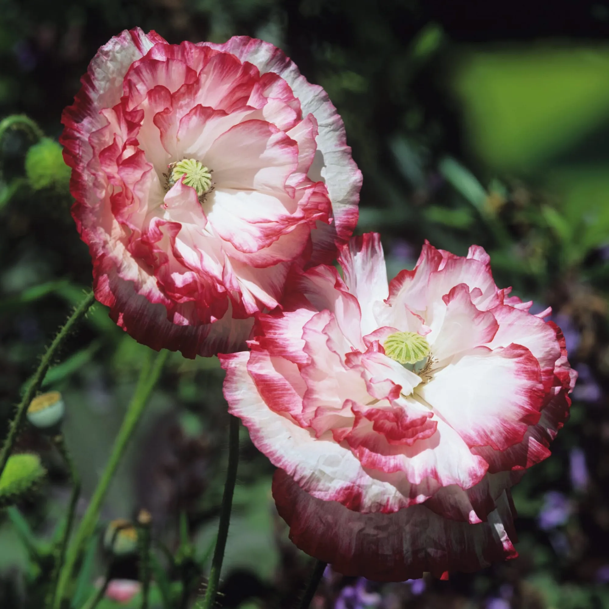 Blumensamen * Manufactum Blumensamen Besondere Mohngewächse