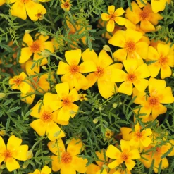 Blumensamen * Manufactum Blumensamen Duftende Blumen