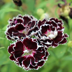 Blumensamen * Manufactum Blumensamen Duftende Blumen