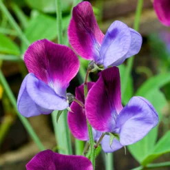 Blumensamen * Manufactum Blumensamen Duftende Blumen