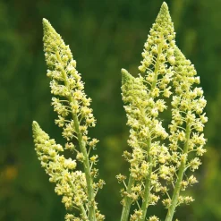 Blumensamen * Manufactum Blumensamen Duftende Blumen