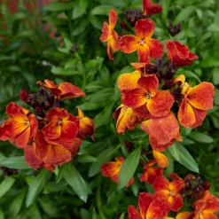 Blumensamen * Manufactum Blumensamen Duftende Blumen