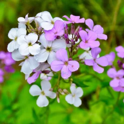 Blumensamen * Manufactum Blumensamen Duftende Blumen