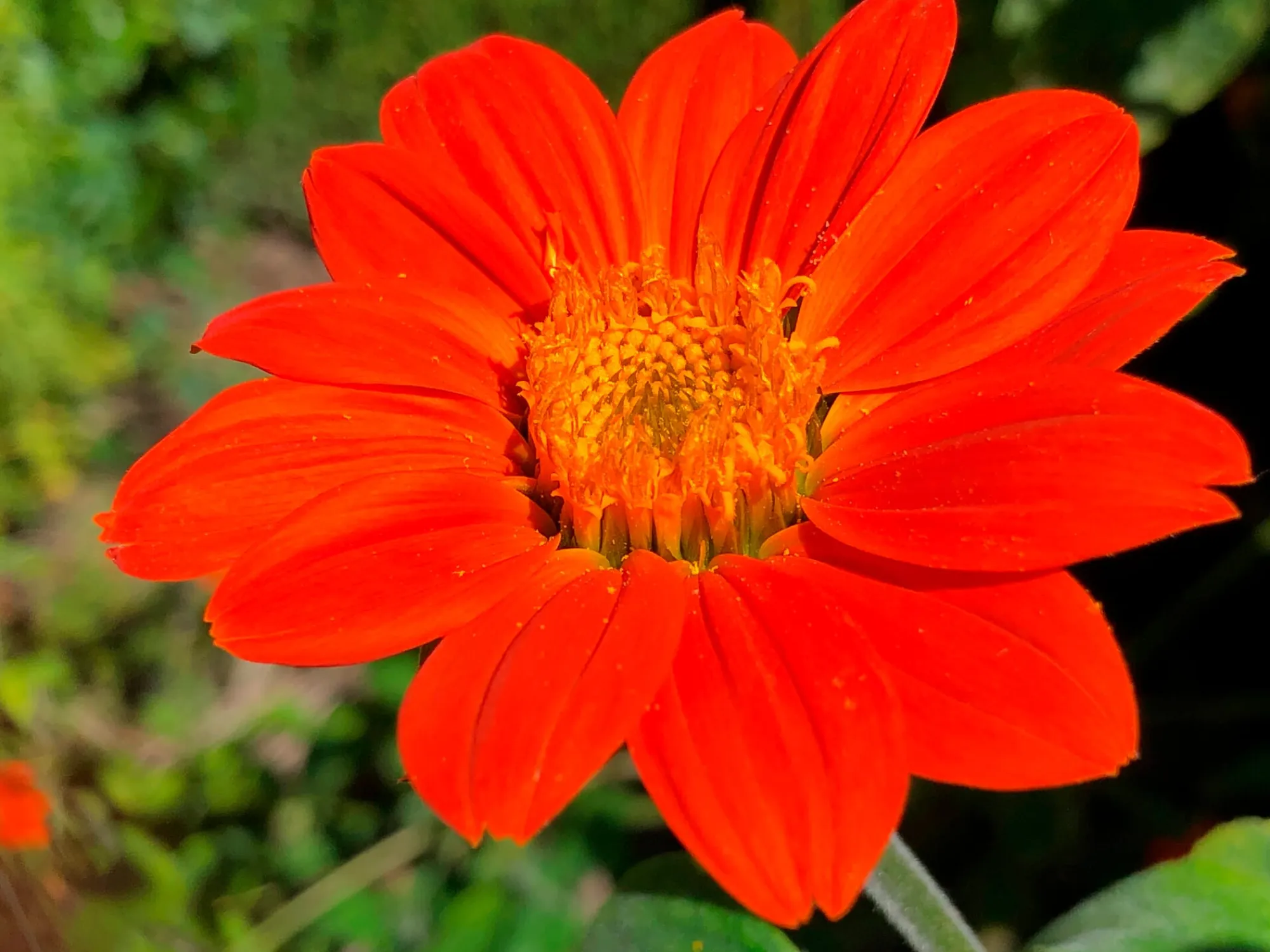 Gartenfackeln|Gartenbeleuchtung * Manufactum Blumensamen für trockene heiße Plätze