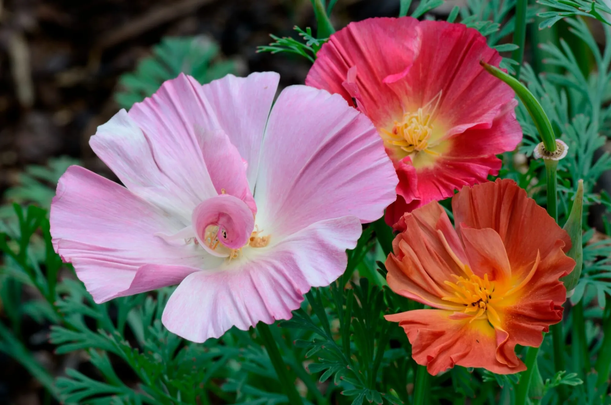 Gartenfackeln|Gartenbeleuchtung * Manufactum Blumensamen für trockene heiße Plätze