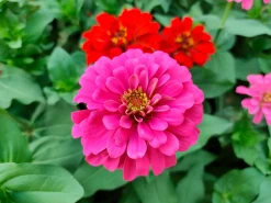 Gartenfackeln|Gartenbeleuchtung * Manufactum Blumensamen für trockene heiße Plätze