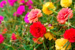Gartenfackeln|Gartenbeleuchtung * Manufactum Blumensamen für trockene heiße Plätze