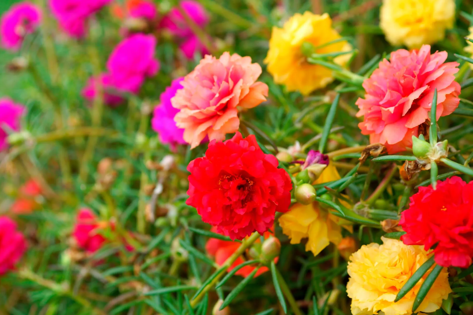 Gartenfackeln|Gartenbeleuchtung * Manufactum Blumensamen für trockene heiße Plätze
