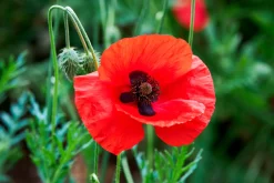 Gartenfackeln|Gartenbeleuchtung * Manufactum Blumensamen für trockene heiße Plätze