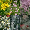 Blumensamen|Gemüsesamen * Manufactum Blumensamen Heilpflanzen für die Hausapotheke