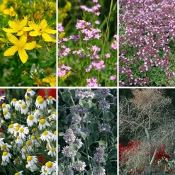 Blumensamen|Gemüsesamen * Manufactum Blumensamen Heilpflanzen für die Hausapotheke
