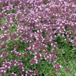 Blumensamen|Gemüsesamen * Manufactum Blumensamen Heilpflanzen für die Hausapotheke