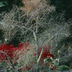 Blumensamen|Gemüsesamen * Manufactum Blumensamen Heilpflanzen für die Hausapotheke