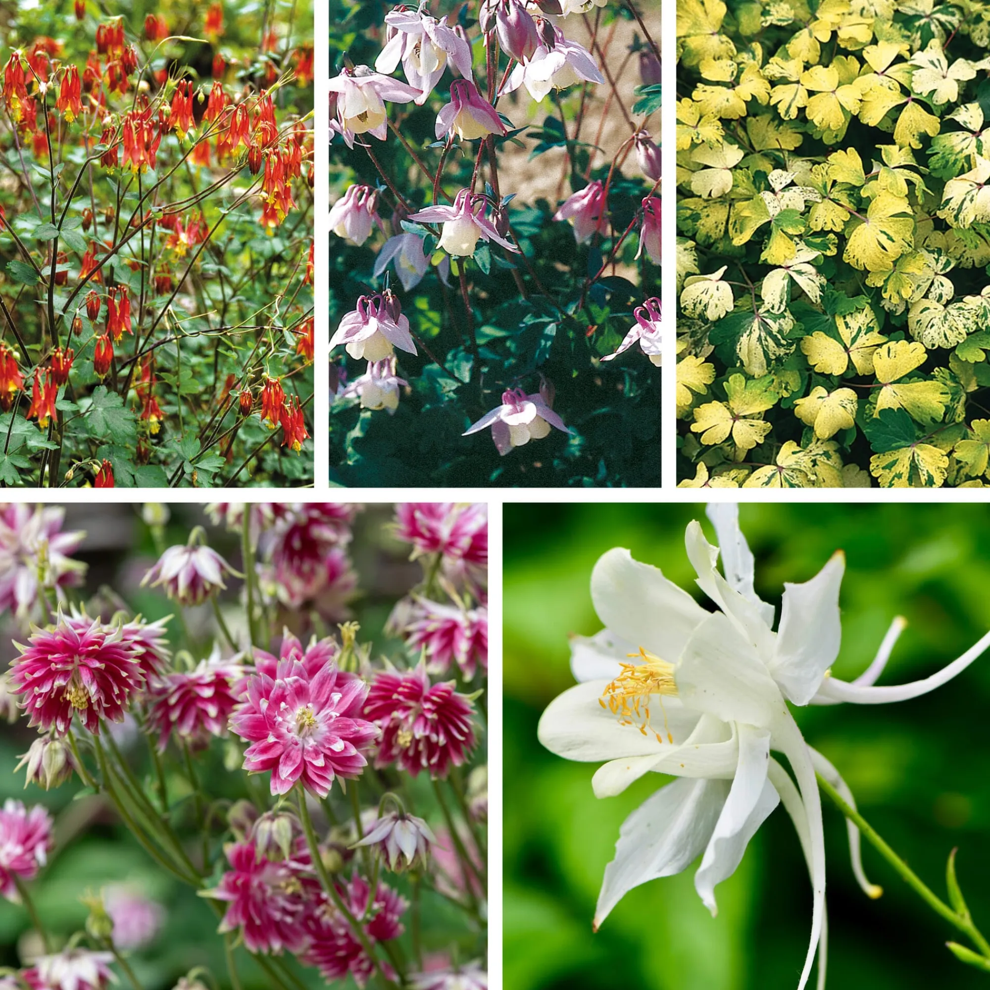 Blumensamen * Manufactum Blumensamen Historische Akeleien