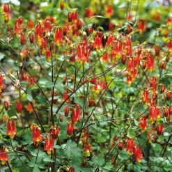 Blumensamen * Manufactum Blumensamen Historische Akeleien