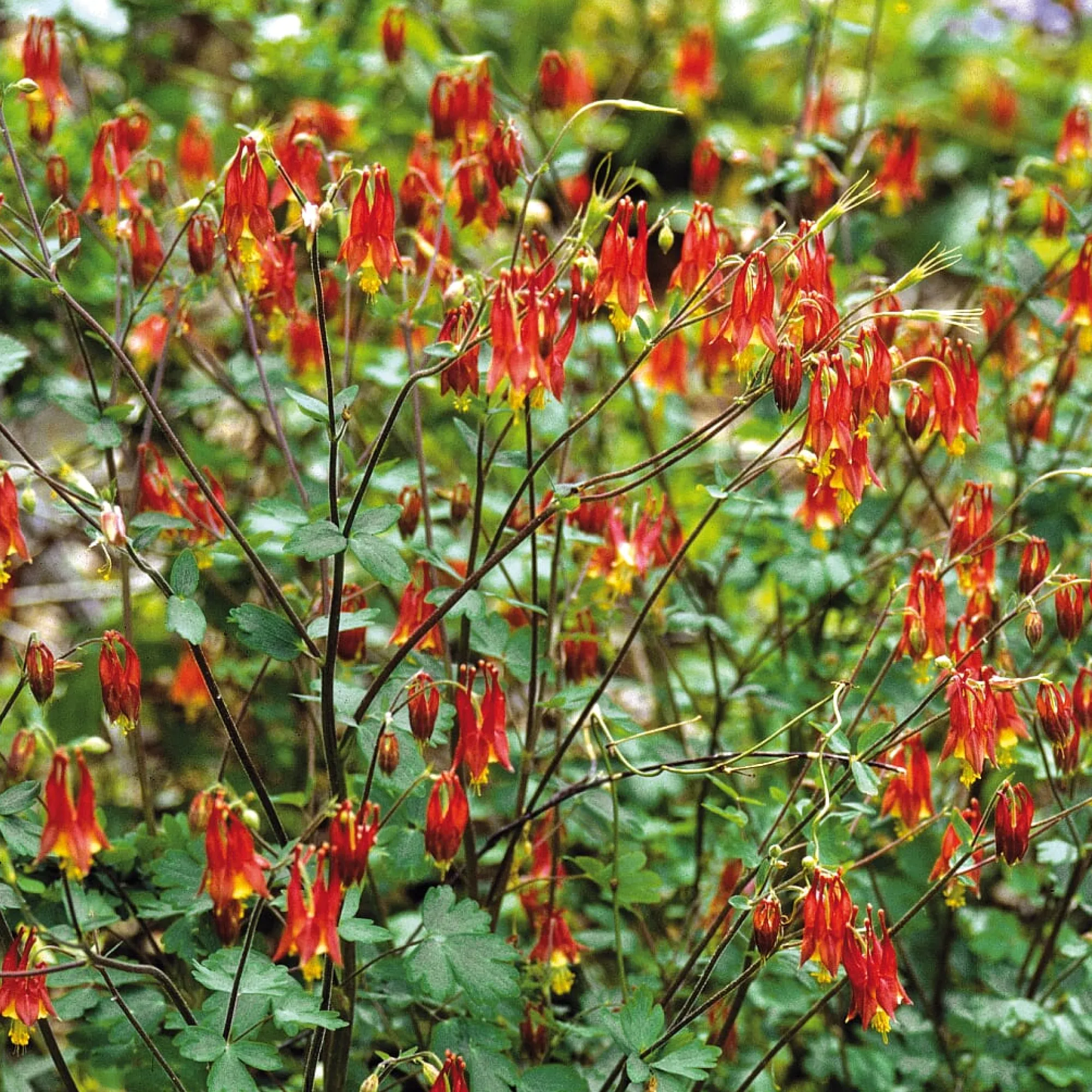 Blumensamen * Manufactum Blumensamen Historische Akeleien
