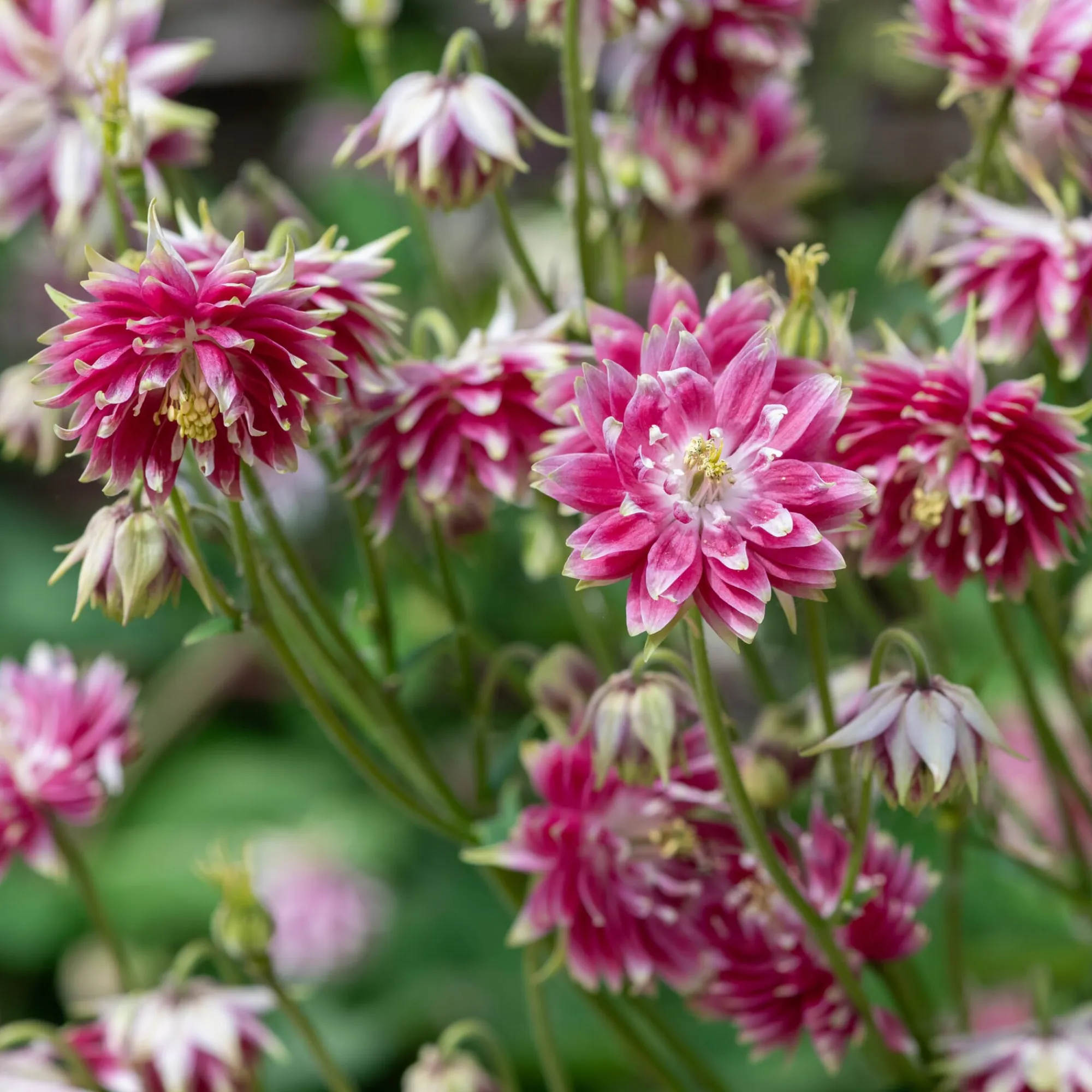 Blumensamen * Manufactum Blumensamen Historische Akeleien