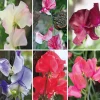 Blumensamen * Manufactum Blumensamen Historische Duftwicken