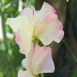 Blumensamen * Manufactum Blumensamen Historische Duftwicken