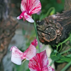 Blumensamen * Manufactum Blumensamen Historische Duftwicken
