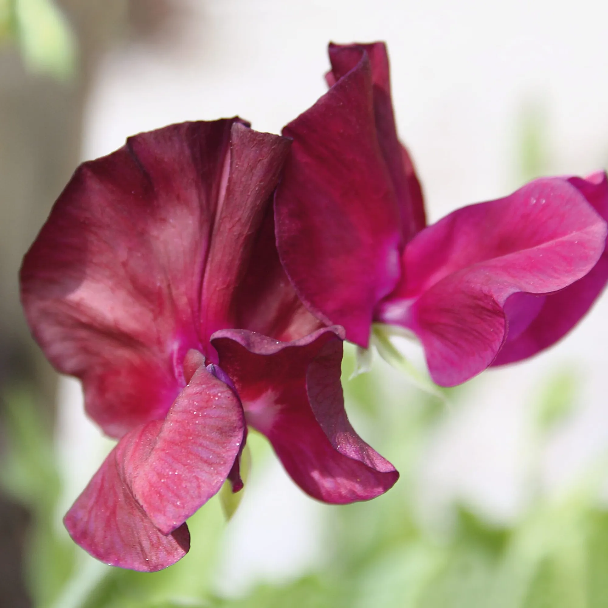 Blumensamen * Manufactum Blumensamen Historische Duftwicken
