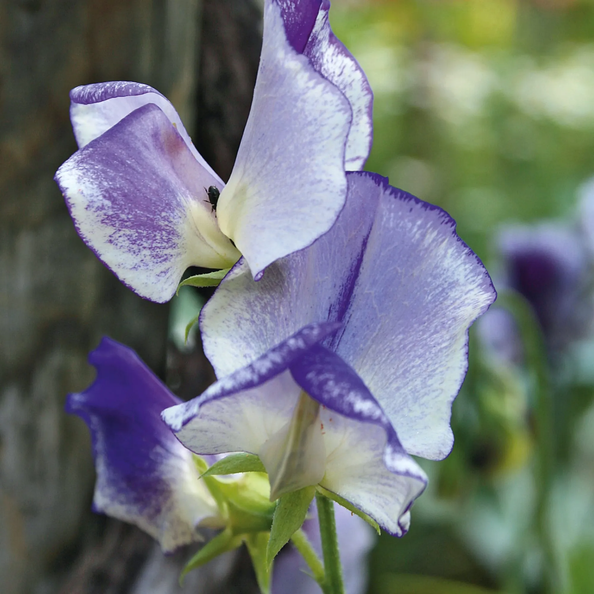 Blumensamen * Manufactum Blumensamen Historische Duftwicken