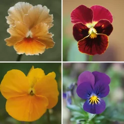 Blumensamen * Manufactum Blumensamen Historische Hornveilchen