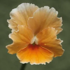 Blumensamen * Manufactum Blumensamen Historische Hornveilchen