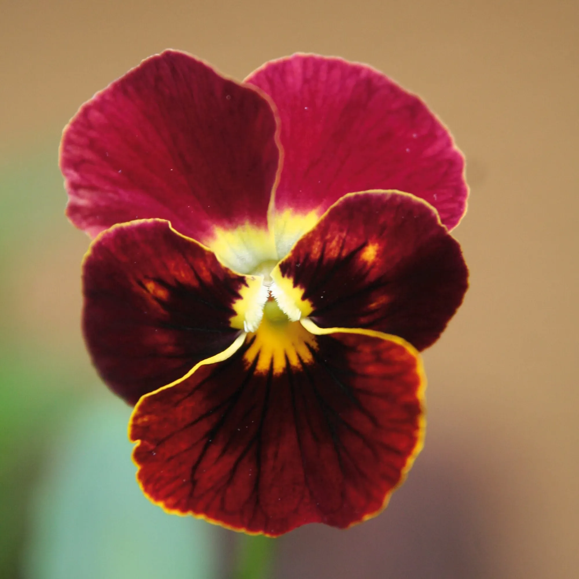 Blumensamen * Manufactum Blumensamen Historische Hornveilchen