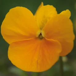 Blumensamen * Manufactum Blumensamen Historische Hornveilchen