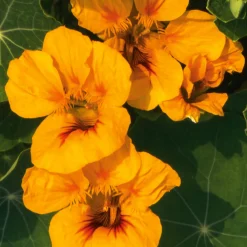 Blumensamen|Gemüsesamen * Manufactum Blumensamen Historische Kapuzinerkresse