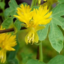 Blumensamen|Gemüsesamen * Manufactum Blumensamen Historische Kapuzinerkresse