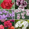 Blumensamen * Manufactum Blumensamen Historische Nelken