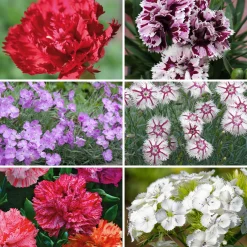 Blumensamen * Manufactum Blumensamen Historische Nelken
