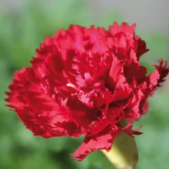 Blumensamen * Manufactum Blumensamen Historische Nelken