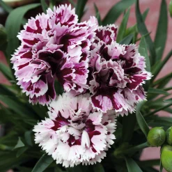 Blumensamen * Manufactum Blumensamen Historische Nelken