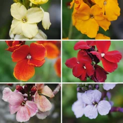 Blumensamen * Manufactum Blumensamen Historischer Goldlack