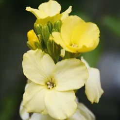 Blumensamen * Manufactum Blumensamen Historischer Goldlack